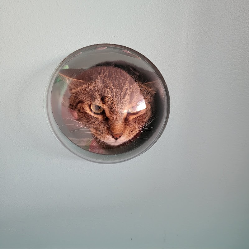 Kitty Bubble Cafe & Bar