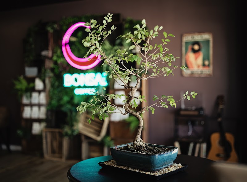 Bonsai Coffee Company