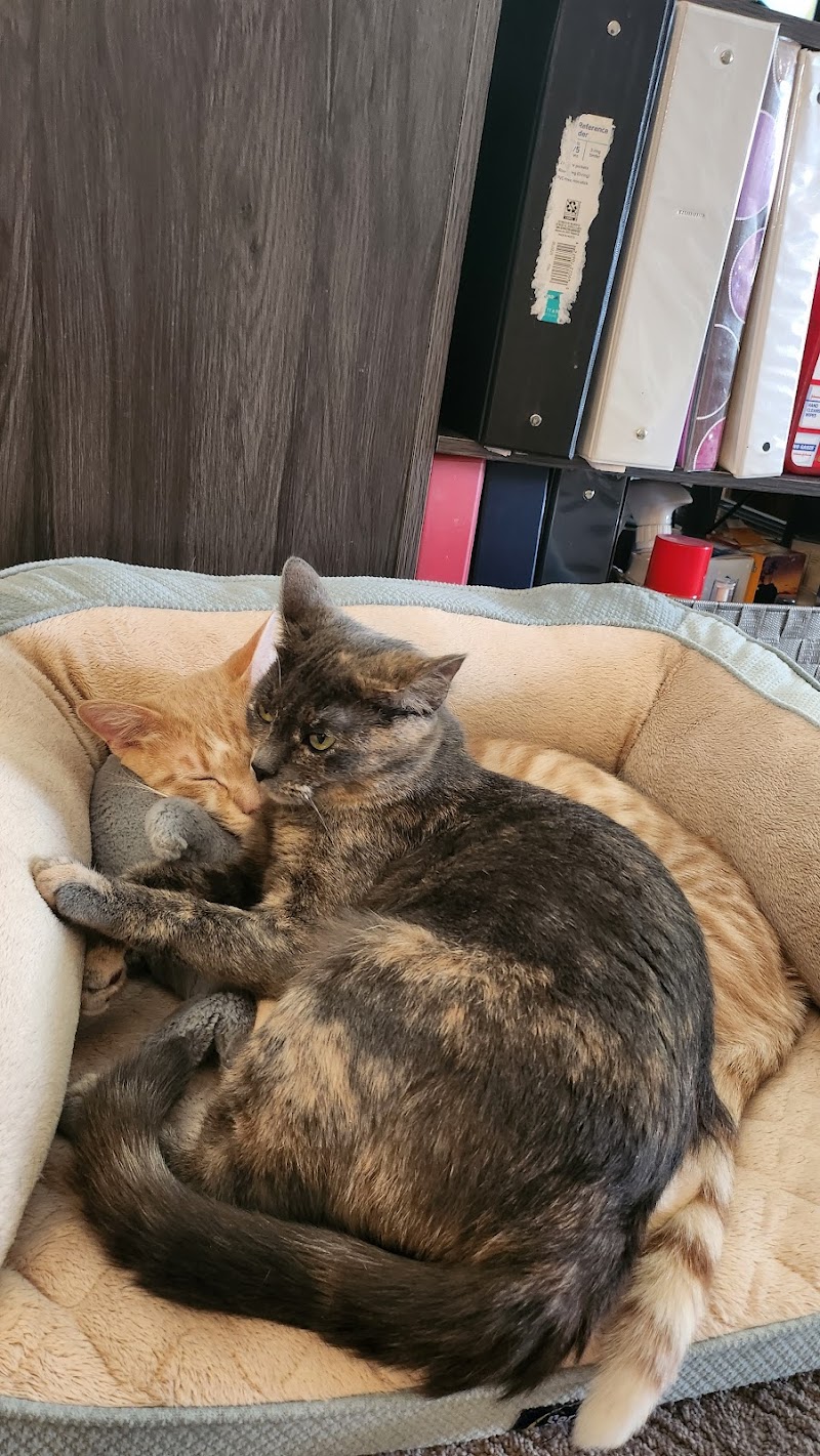 Catz N Coffee Connections