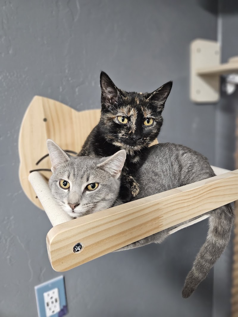 Dakota Cat Cafe