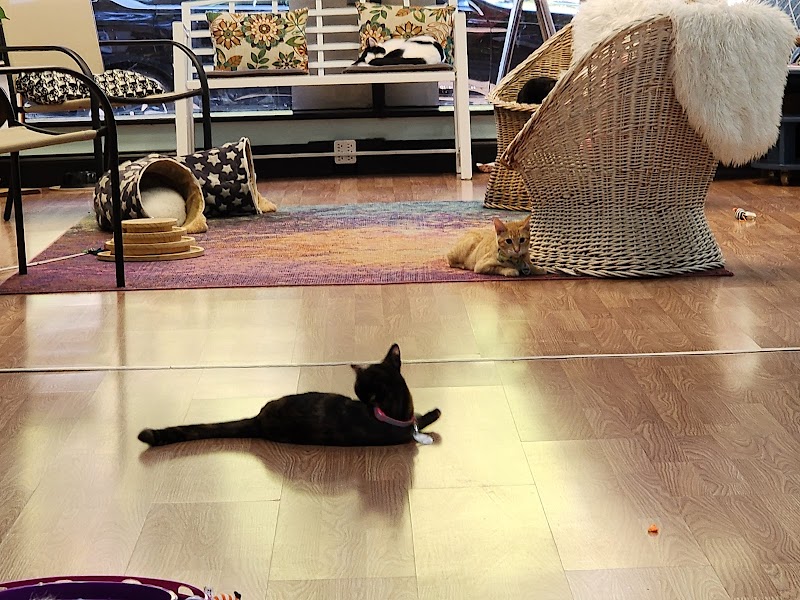 Catnip Cat Cafe