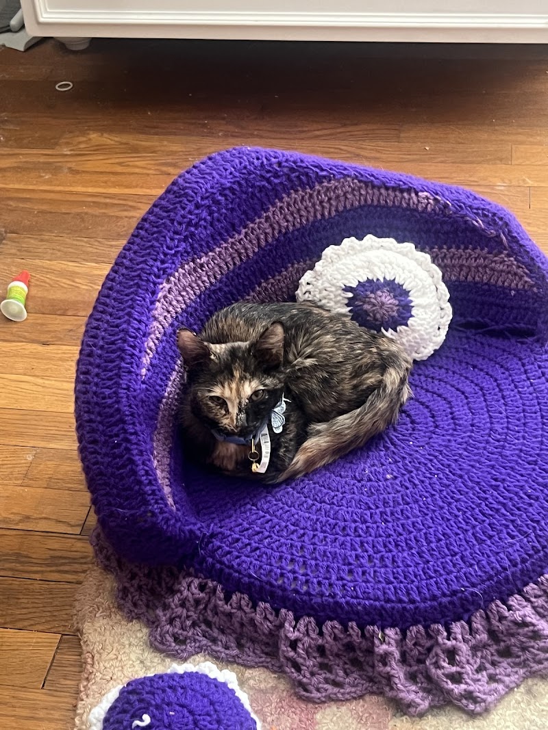 Sugar Kittens Lees Summit