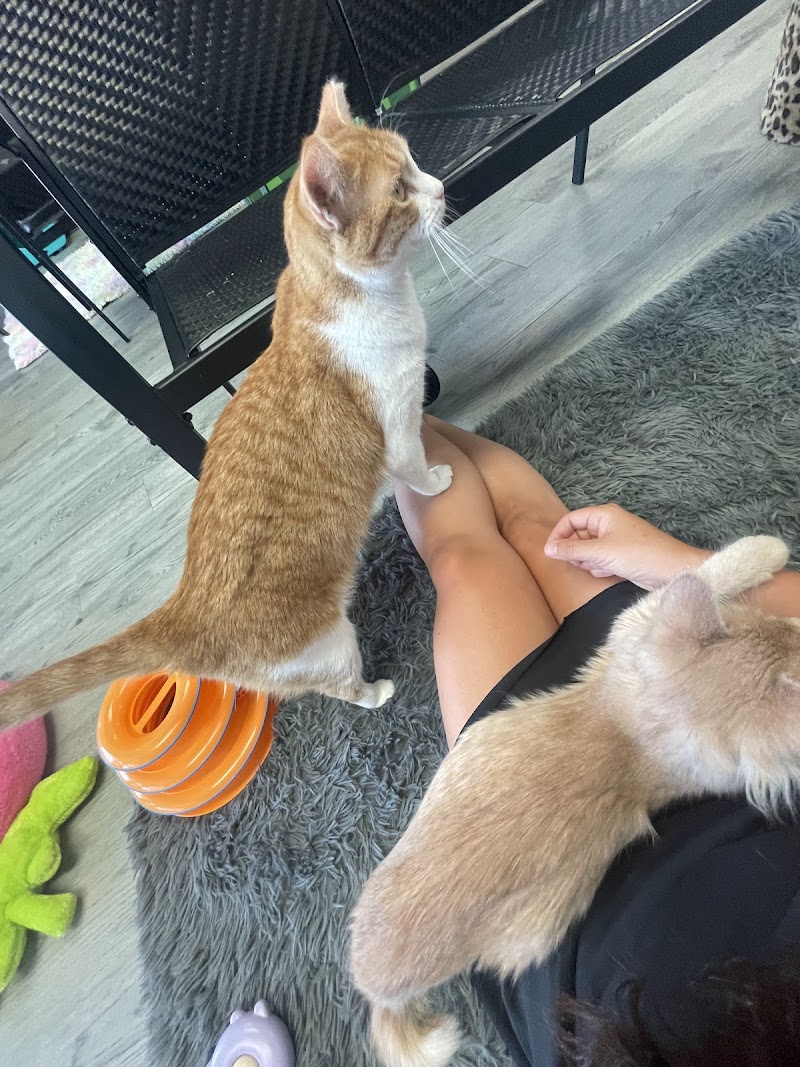 Sugar Kittens Lees Summit