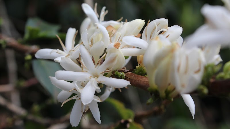 Wild Gift Coffee (roastery only)