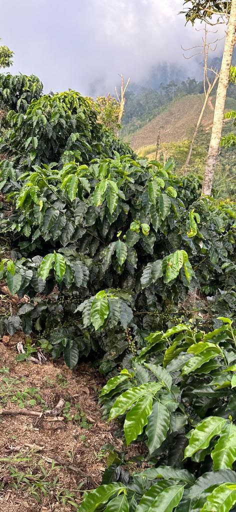 Star Beans Coffee Roasters