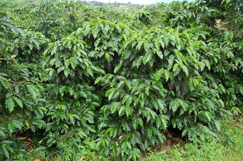 Vournas Coffee Trading