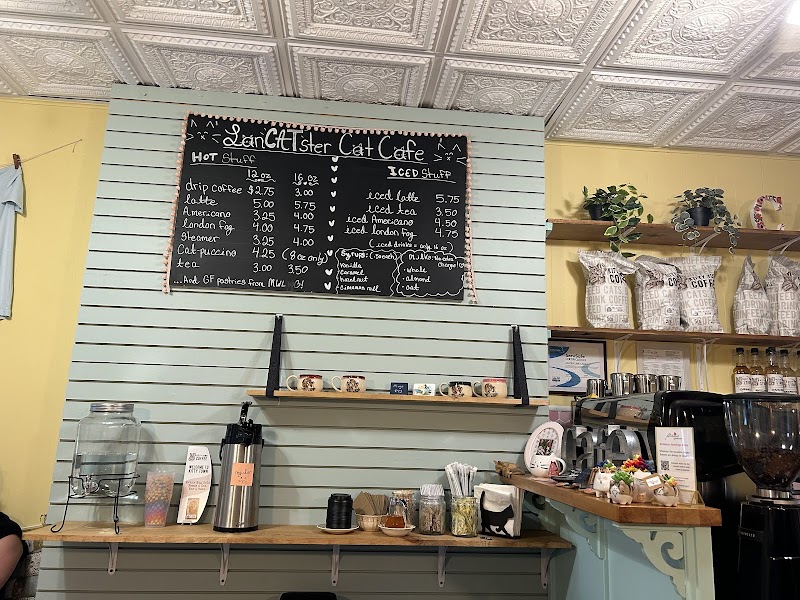 LanCATster Cat Cafe