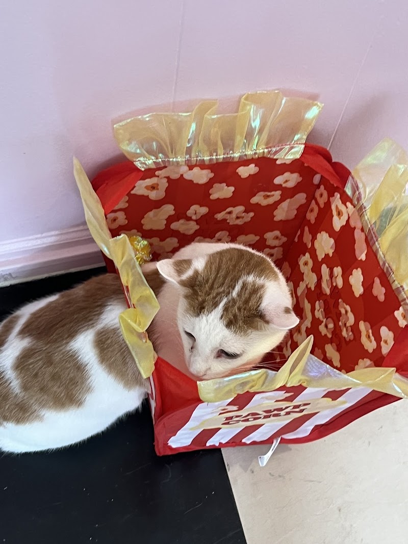 LanCATster Cat Cafe