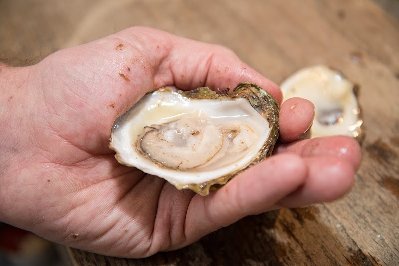 FINS Fish House & Raw Bar