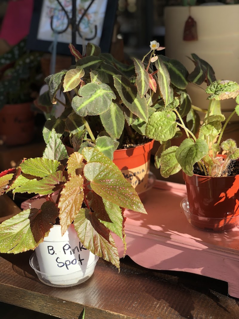 Little Green A Plant Bar