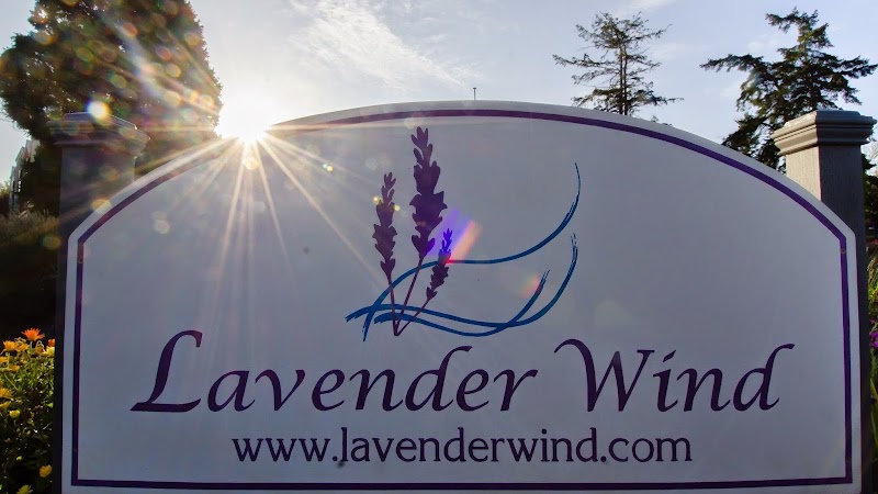 Lavender Wind