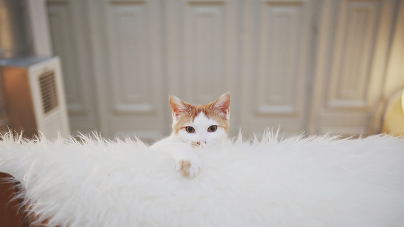 Whiskers Cat Cafe & Coffeehouse