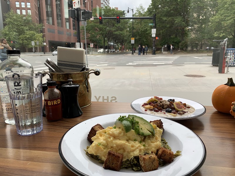 Shy Bird - Kendall Square