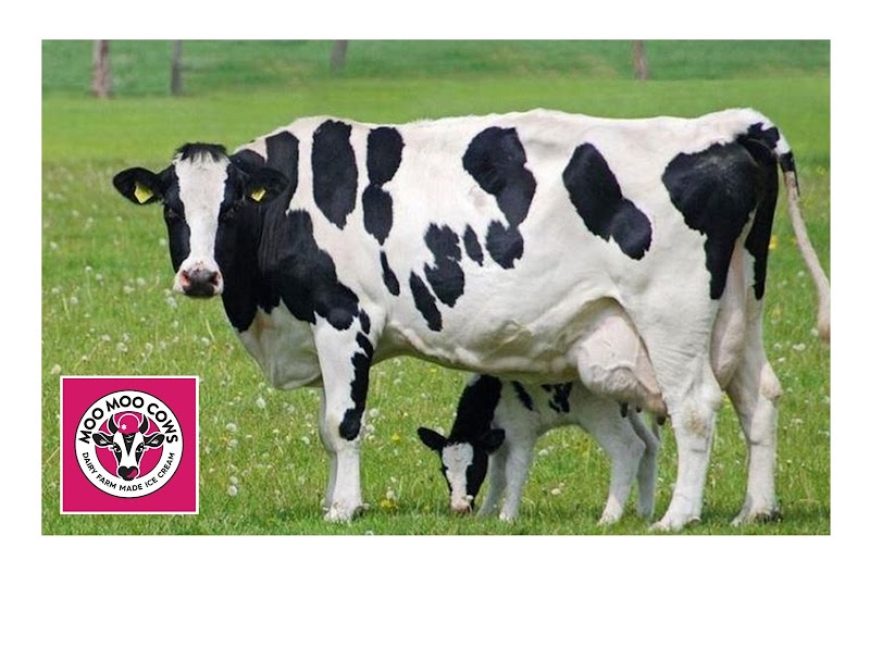 Moo Moo Cows - Ice Cream
