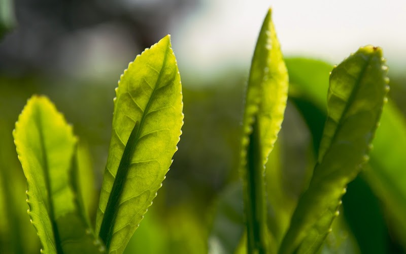 New Mexico Tea Company