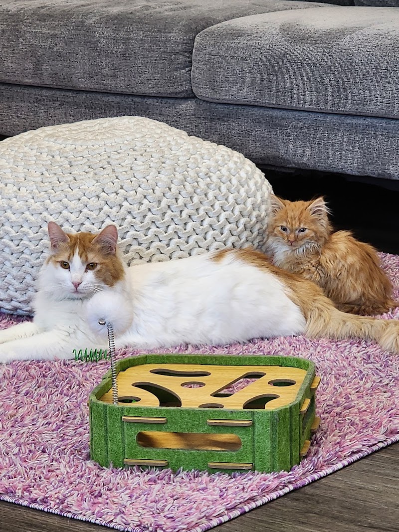 The Alaska Cat Cafe