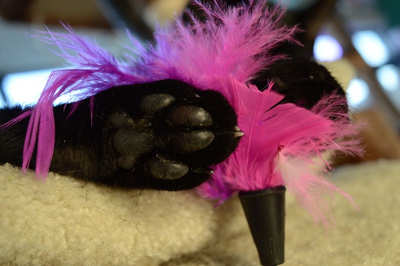 Pawsitivitea CNY Cafe & Cat Lounge