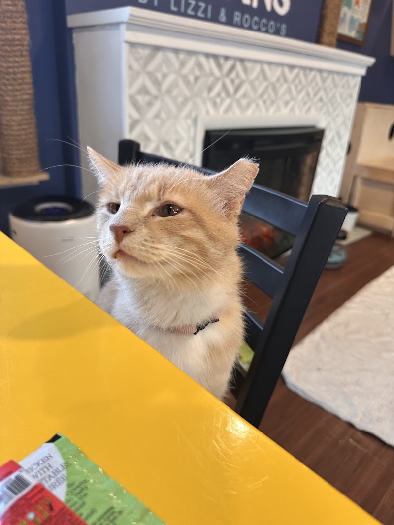 Bertha's Beans Cat Cafe