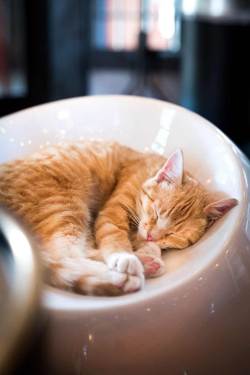 Mac Tabby Cat Cafe - Charlotte