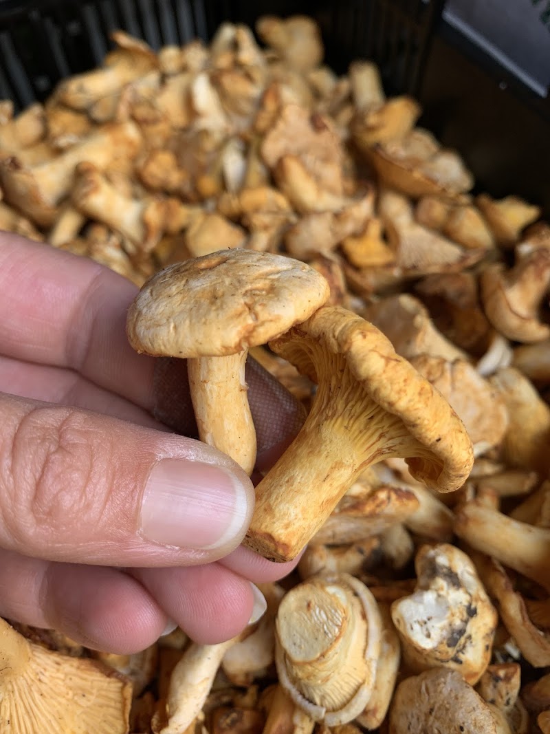 Strega Provisions, LLC