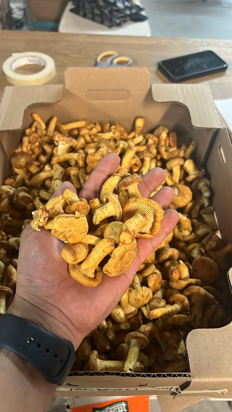 Strega Provisions, LLC