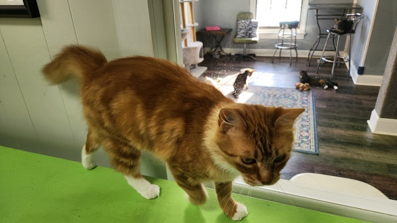 Café 1321 | Cat Café