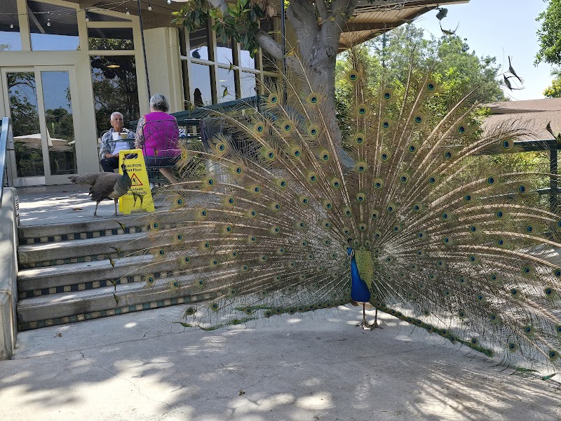 The Peacock Cafe at The Arboretum