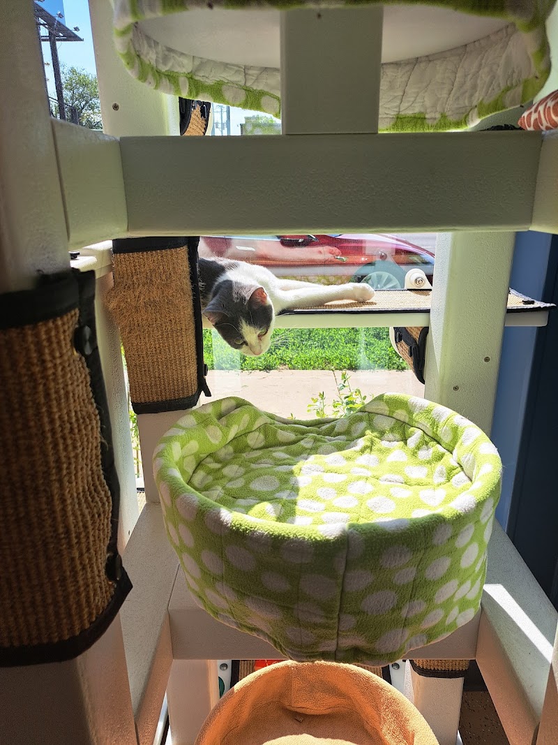 Tree House Cat Cafe (Reserve your spot today!)