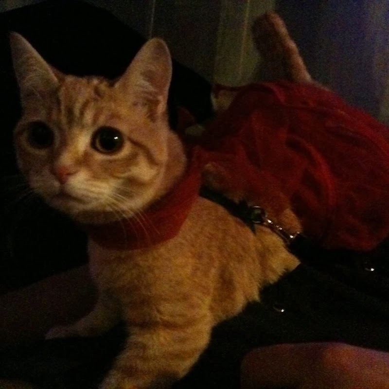 Jezebel's Last Standing Merrygoround