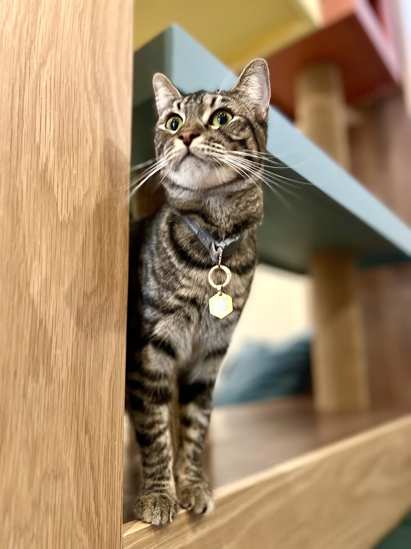 Purrrlandia Cat Lounge & Cafe