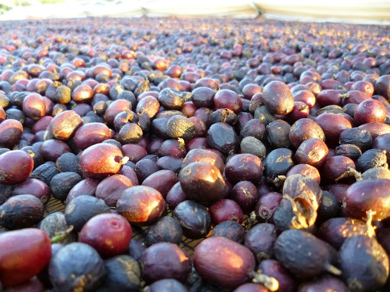 Burman Coffee Traders