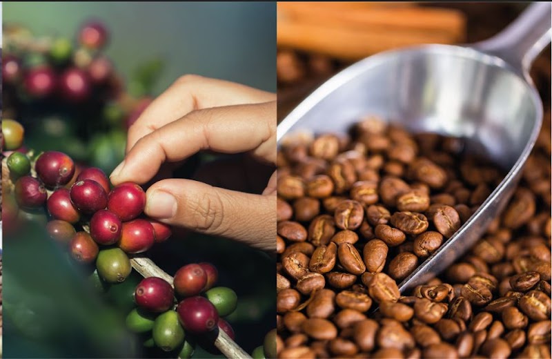 Adulis Coffee & Roastery