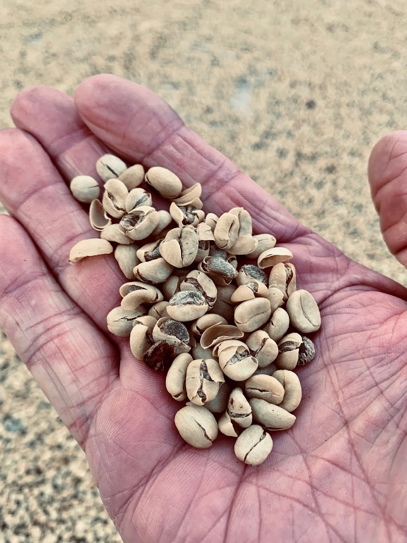 Mountain Bird Coffee & Tea Company