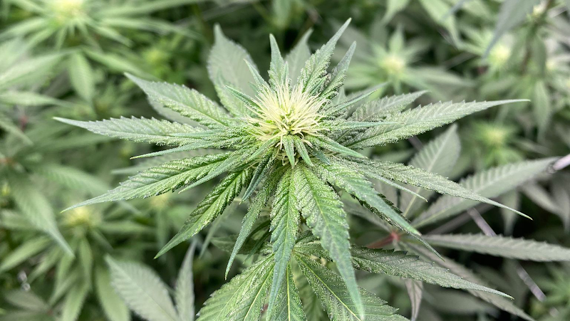 Ounce Of Hope Aquaponic Cannabis Dispensary