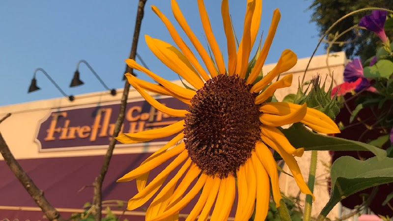 Firefly Coffee House