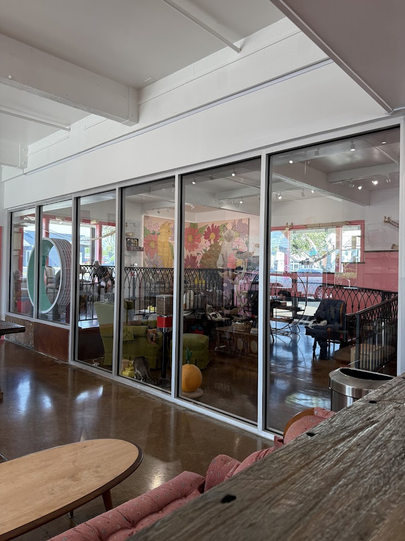 don’t stress meowt - Cat Cafe