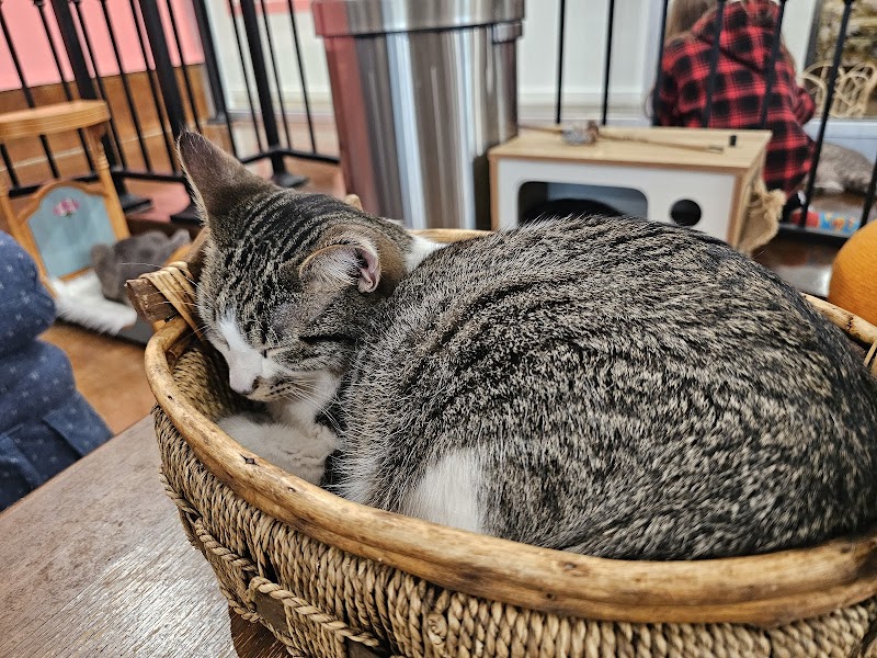 don’t stress meowt - Cat Cafe