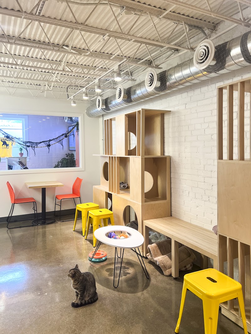 Felius Cat Cafe & Rescue