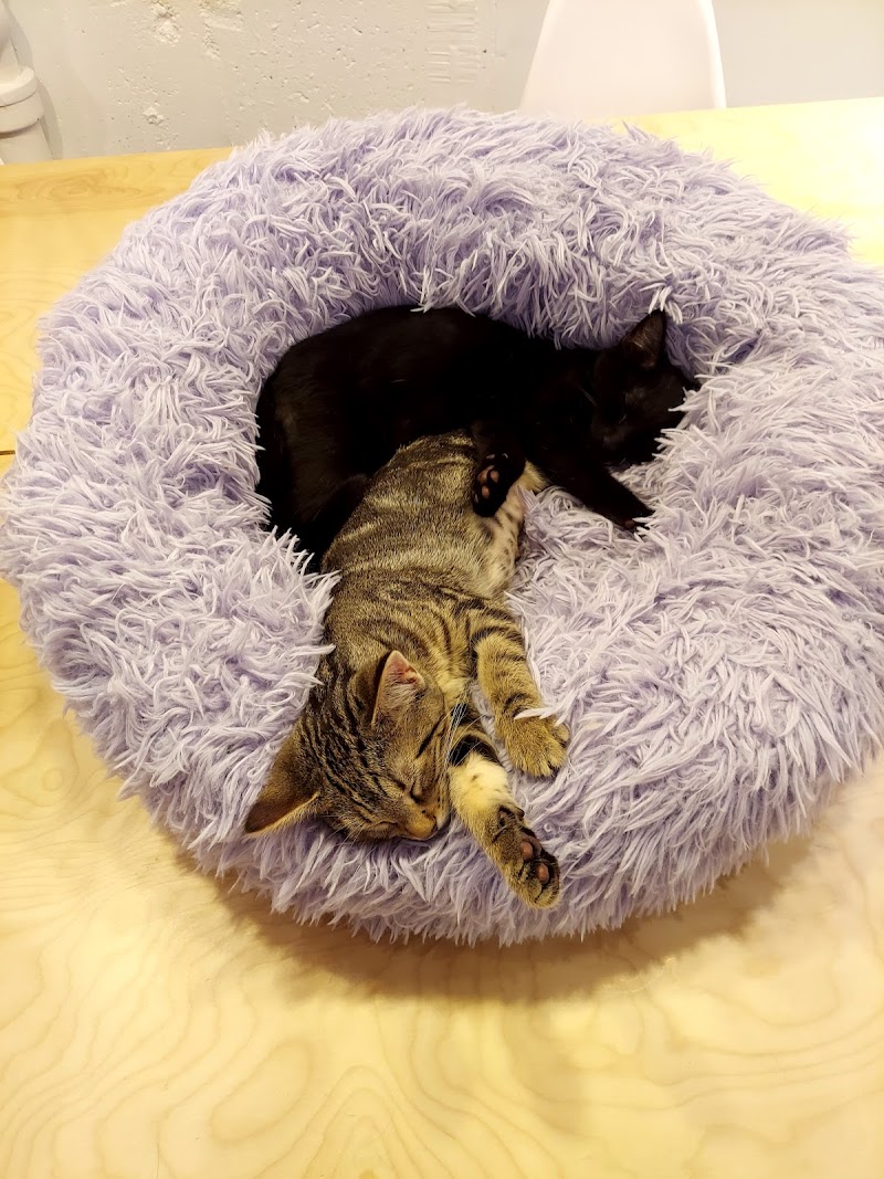 Felius Cat Cafe & Rescue
