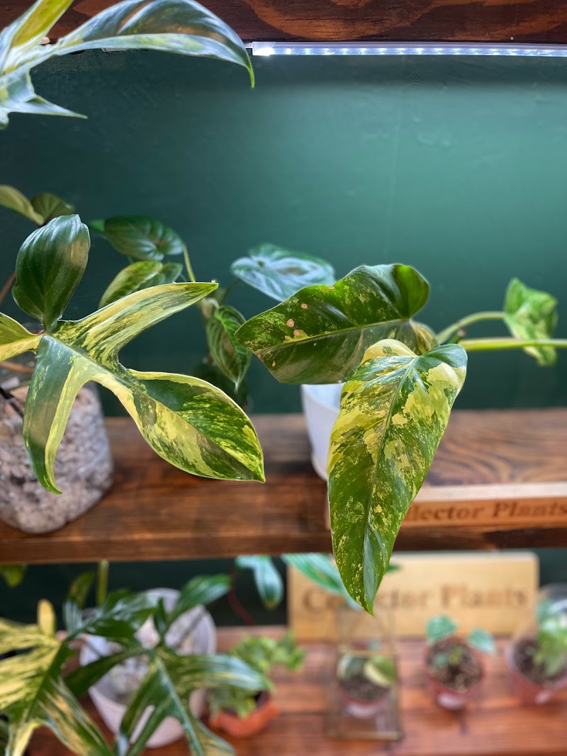 Grim Garden Coffee & Plants