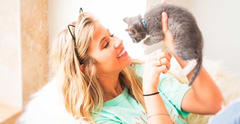 Purrfect Day Cat Cafe