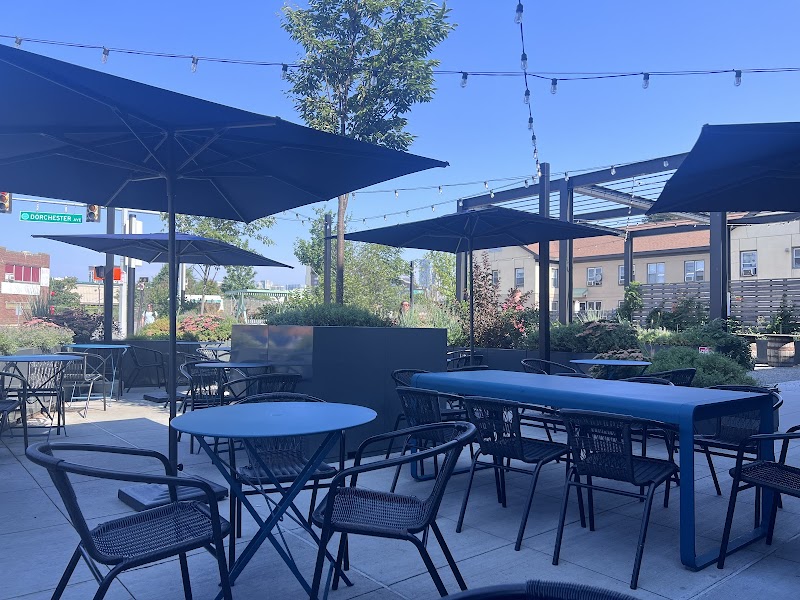 Shy Bird - South Boston