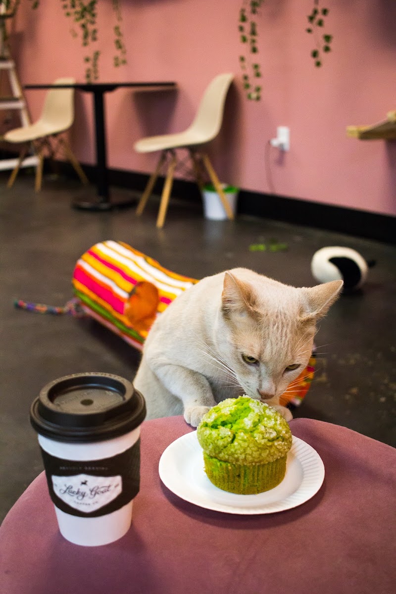 Tally Cat Cafe