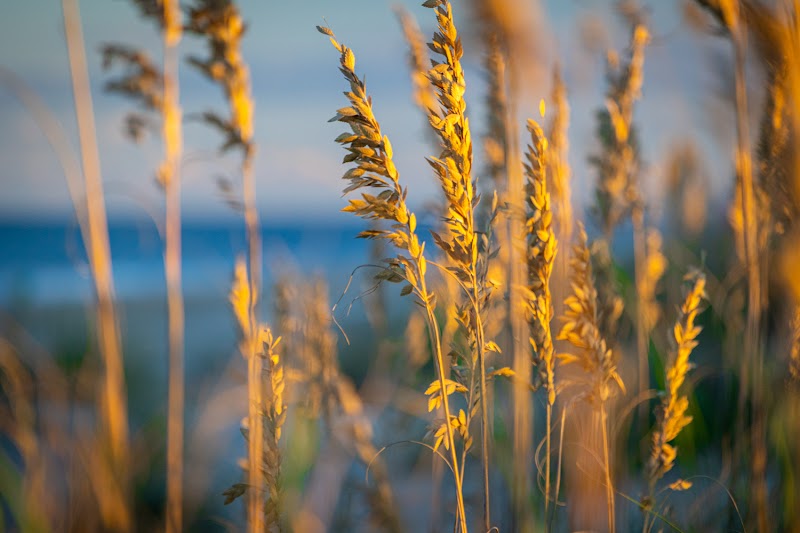 Shore Coffee Roasters