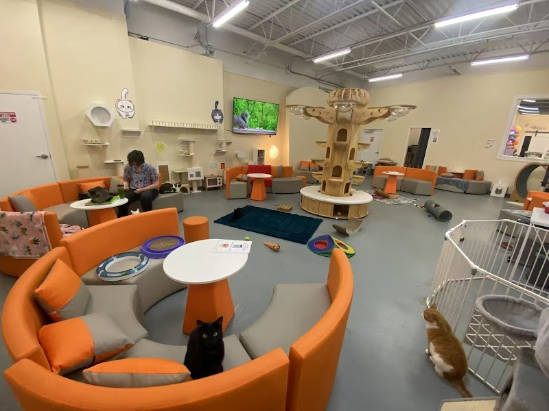 Pawz Pet Cafe/Cat Cafe and boba tea