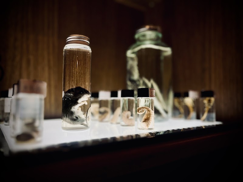 Beardo’s Curiosities