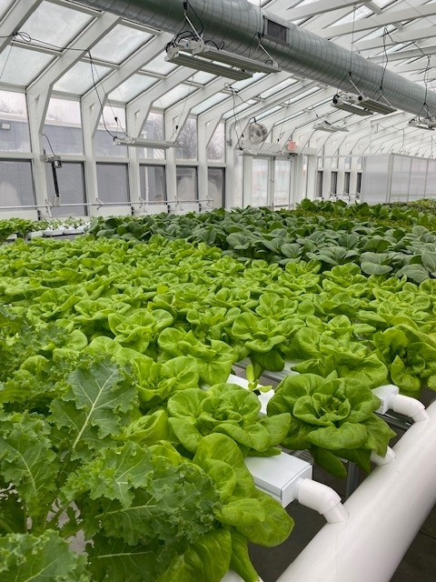 Susanna’s Café by HELP Harvest