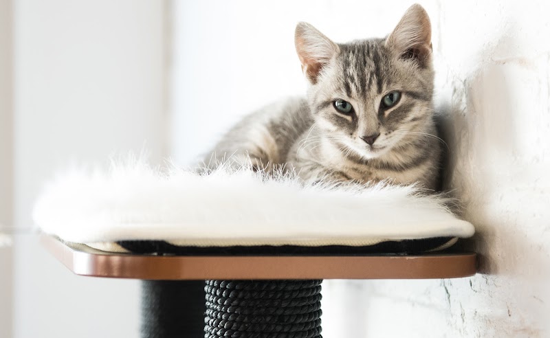 Pounce Cat Cafe + Wine Bar