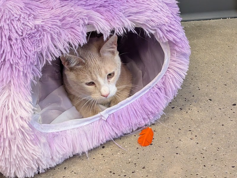 Purrfect Pair Cat Cafe