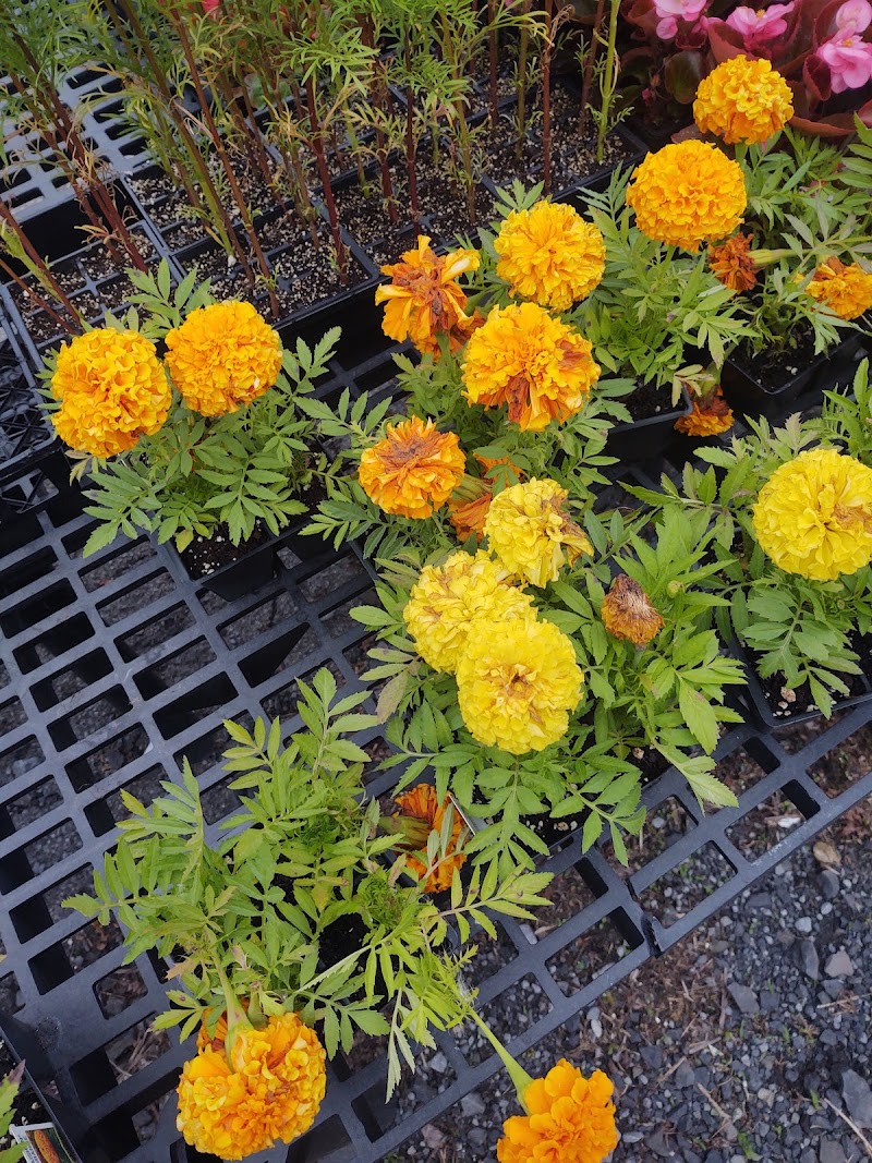 George's Market and Cafe